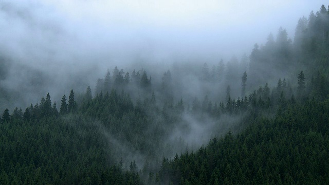 雨后蒸林视频素材