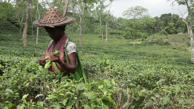 在亚洲，印度次大陆，孟加拉国，Sylhet地区，sremangal茶园附近的妇女正在采摘茶叶视频素材