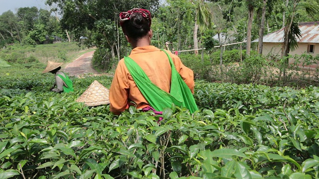 在亚洲，印度次大陆，孟加拉国，Sylhet地区，sremangal茶园附近的妇女正在采摘茶叶。视频素材