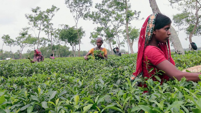 孟加拉妇女(茶工)在Sreemangal附近的茶园采摘茶叶，Sreemangal, Srimangal，孟加拉国，印度次大陆，亚洲视频素材