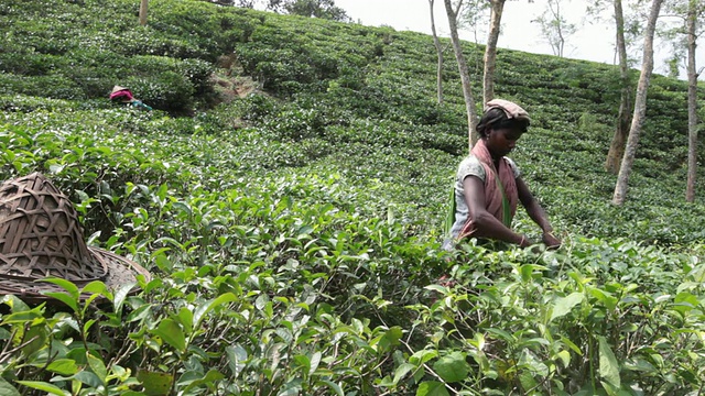 在亚洲，印度次大陆，孟加拉国，Sylhet地区，sremangal茶园附近的妇女正在采摘茶叶视频素材