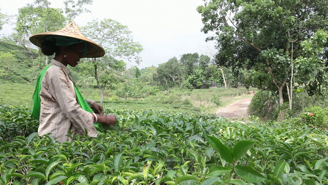 妇女(茶工)在Sreemangal (Srimangal)附近的茶园采摘茶叶，Sreemangal区，孟加拉国，印度次大陆，亚洲视频素材