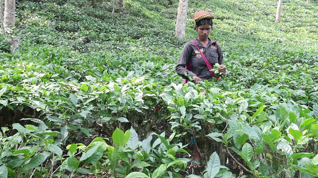 在亚洲，印度次大陆，孟加拉国，Sylhet地区，sremangal茶园附近的妇女正在采摘茶叶视频素材