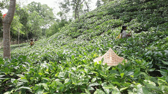 在亚洲，印度次大陆，孟加拉国，Sylhet地区，sremangal茶园附近的妇女正在采摘茶叶。视频素材