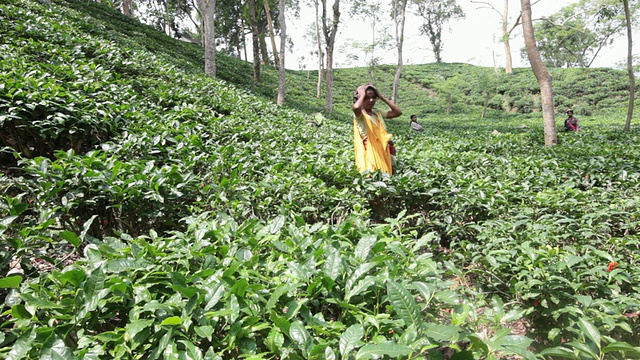 妇女(茶工)在Sreemangal (Srimangal)附近的茶园采摘茶叶，Sreemangal区，孟加拉国，印度次大陆，亚洲视频素材