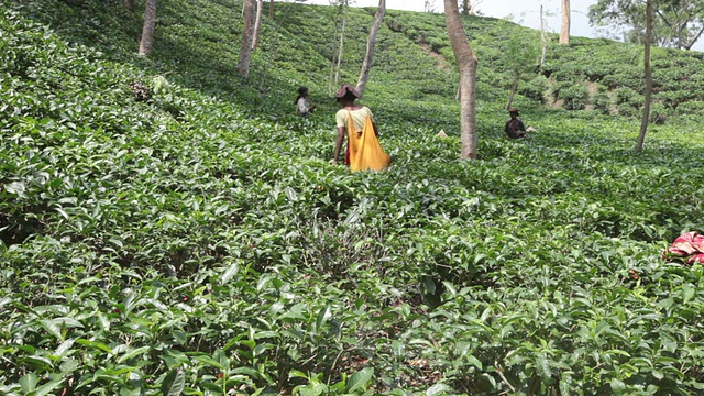 妇女(茶工)在Sreemangal (Srimangal)附近的茶园采摘茶叶，Sreemangal区，孟加拉国，印度次大陆，亚洲视频素材