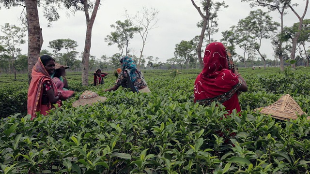 在亚洲，印度次大陆，孟加拉国，Sylhet地区，sremangal茶园附近的妇女正在采摘茶叶视频素材