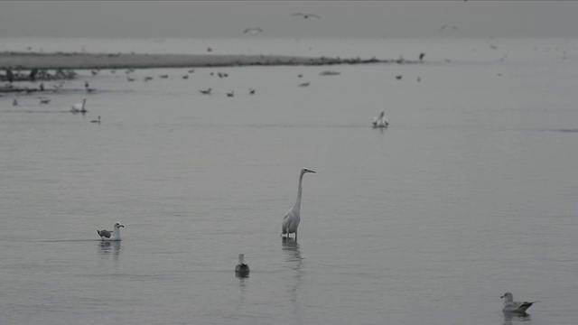 一只白鹭站在浅水里，海鸥在附近漂浮，许多其他水鸟在背景中漂浮和飞翔。视频素材