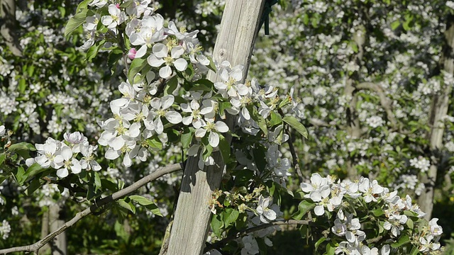 MS苹果花(苹果)/ Merano，蒂罗尔，意大利视频素材