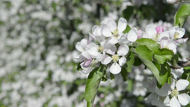 苹果花(海棠)/ Merano，蒂罗尔，意大利视频素材