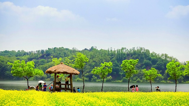 MS T/L韩国京畿道古里市，邯钢河边公园，油菜花覆盖的田野，有小树和游客视频素材