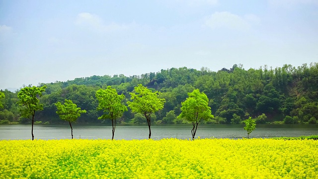 WS T/L在韩国京畿道古里，小树清云的邯钢河畔公园里，油菜花覆盖着田野视频素材