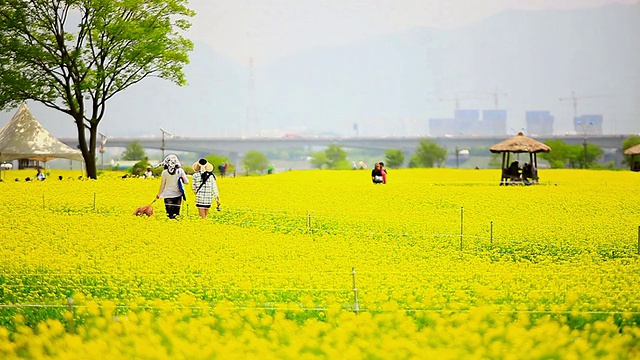 韩国京畿道古里，邯钢河畔公园，油菜花花坛与游客合影视频素材