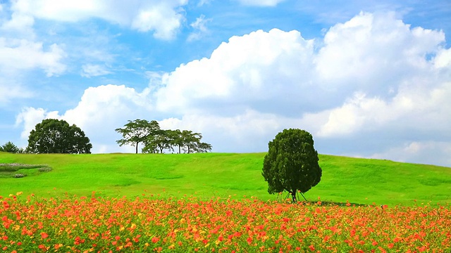 WS T/L奥林匹克公园的春景，宇宙花坛和云在天空中移动/首尔，韩国视频素材