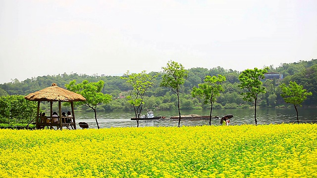 韩国京畿道古里，人们坐在棚屋里享受油菜花节视频素材