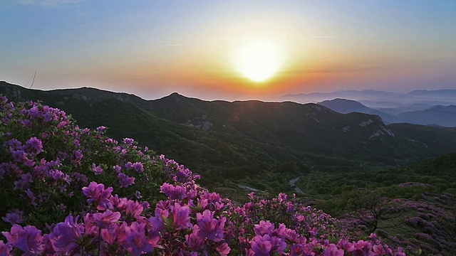 黄maesan山/ hacheongun，庆尚南道，韩国，皇家杜鹃花盛开视频素材