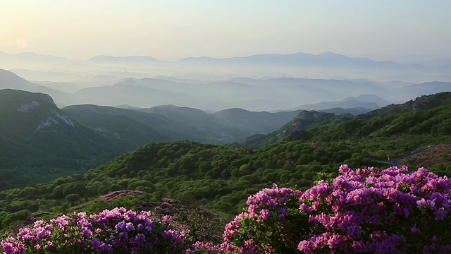 黄maesan山/ hacheongun，庆尚南道，韩国，皇家杜鹃花盛开视频素材