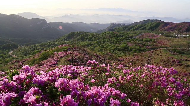 黄maesan山/ hacheongun，庆尚南道，韩国，皇家杜鹃花盛开视频素材