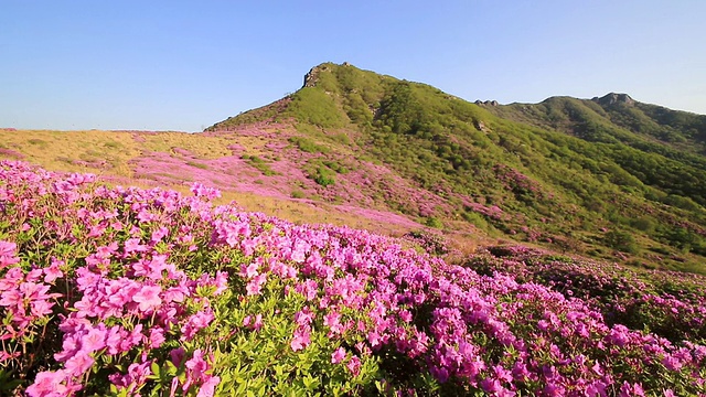 黄maesan山/ hacheongun，庆尚南道，韩国，皇家杜鹃花盛开视频素材