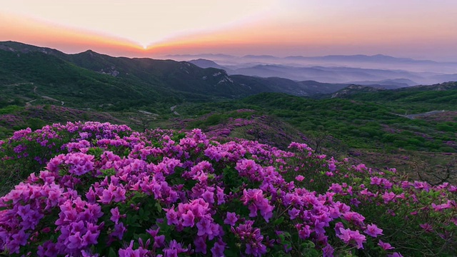 黄maesan山日落时盛开的皇家杜鹃花/ hacheongun，庆尚南道，韩国视频素材