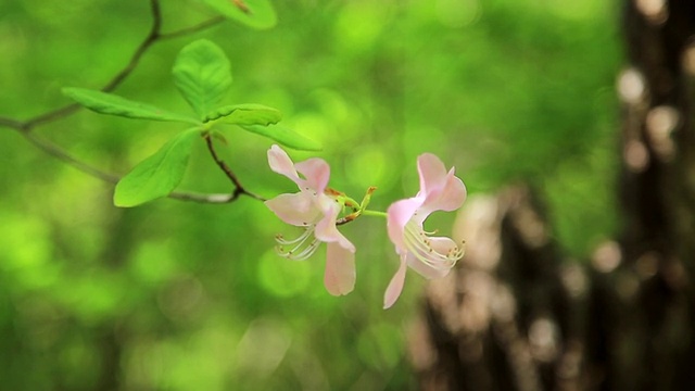 皇家杜鹃花盛开在Jirisan国家山公园/ Sancheonggun，庆尚南道，韩国视频素材