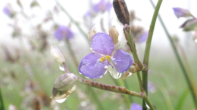 紫色的野花视频素材