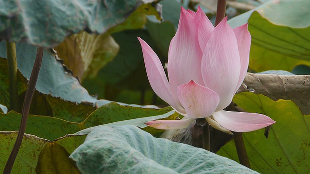 害怕莲花,特写视频素材