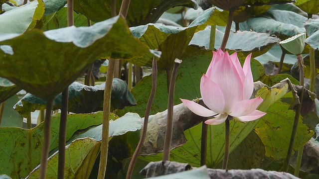 害怕莲花视频素材