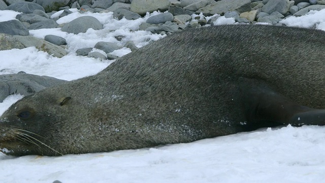 南极洲毛皮海豹在海滩上滚雪/南极洲半岛，南极洲视频素材