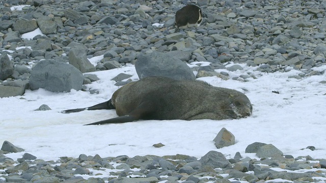 南极洲毛皮海豹在海滩上滚雪/南极洲半岛，南极洲视频素材