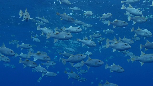 美国夏威夷的蓝水鱼群视频素材