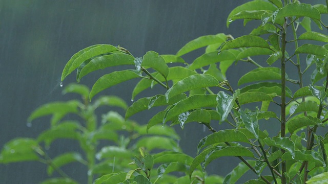 印度尼西亚北苏门答腊岛热带雨林的暴雨视频素材