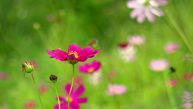 CU拍摄的花/日本东北部的福岛视频素材