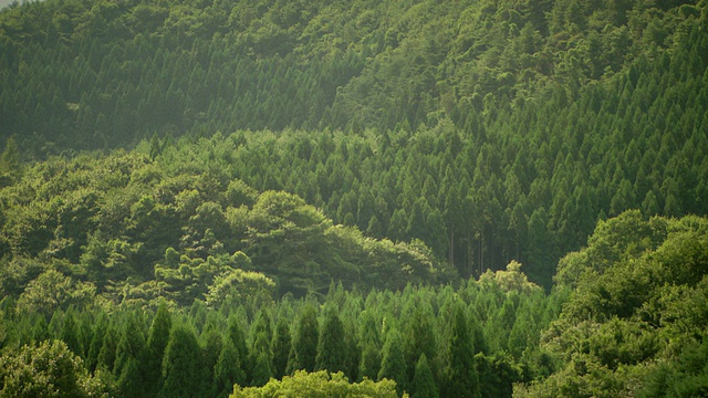 茂密的森林/日本东北部的福岛视频素材