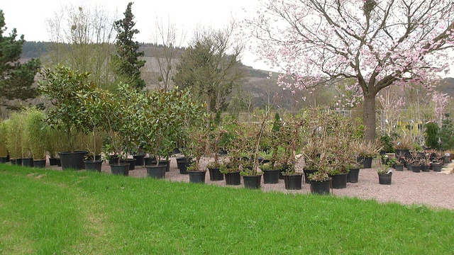 德国莱茵兰-普法尔茨萨尔堡苗圃植物的MS拍摄视频素材