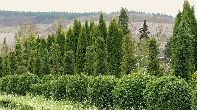 德国莱茵兰-普法尔茨萨尔堡苗圃黄杨属植物(Buxus sempervirens)的MS拍摄视频素材