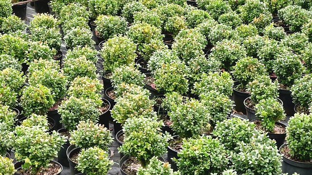 德国莱茵兰-普法尔茨萨尔堡苗圃黄杨属植物(Buxus sempervirens)的MS拍摄视频素材