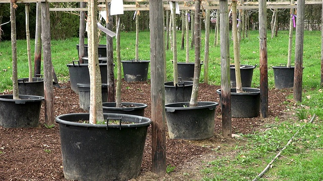 德国莱茵兰-普法尔茨萨尔堡苗圃植物的MS拍摄视频素材