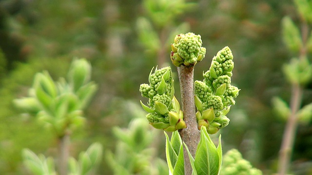 普通丁香的CU芽/萨尔堡，莱茵兰-普法尔茨，德国视频素材