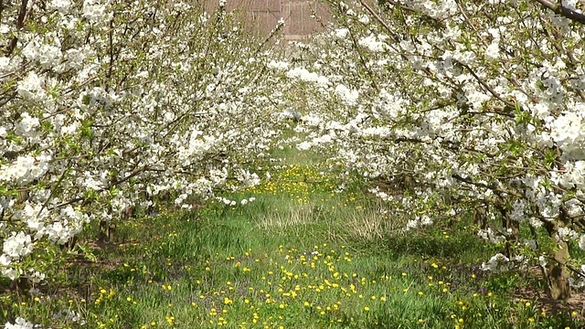 开花苹果树(苹果)/ Merzkirchen，莱茵兰-普法尔茨，德国视频素材