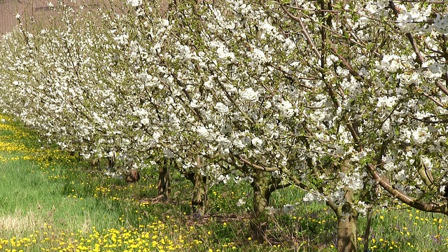 开花苹果树(苹果)/ Merzkirchen，莱茵兰-普法尔茨，德国视频素材