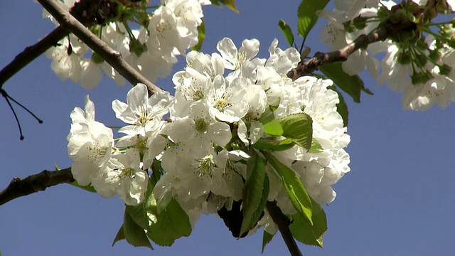 开花苹果树(苹果)/ Merzkirchen，莱茵兰-普法尔茨，德国视频素材