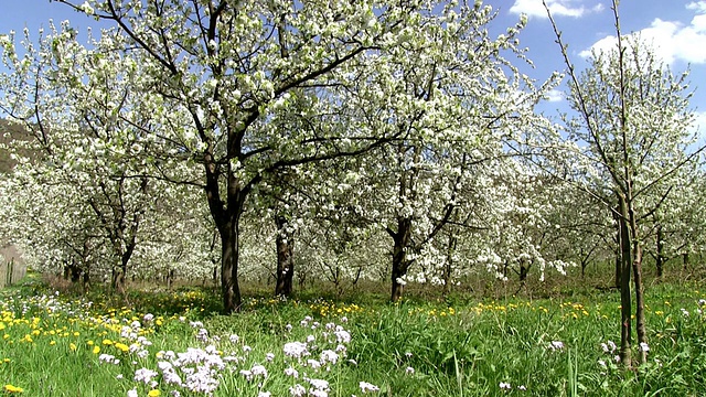 开花苹果树(苹果)/ Merzkirchen，莱茵兰-普法尔茨，德国视频素材