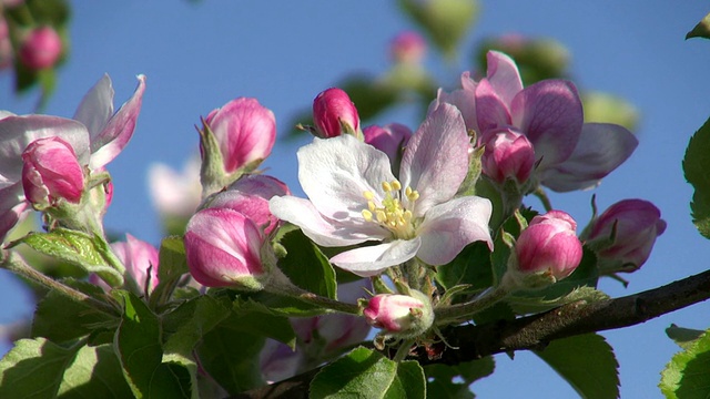 CU苹果树开花和开花(苹果)/ Merzkirchen，莱茵兰-普法尔茨，德国视频素材