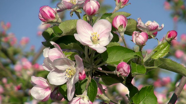 CU苹果树开花和开花(苹果)/ Merzkirchen，莱茵兰-普法尔茨，德国视频素材