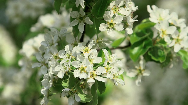 CU苹果树开花和开花(苹果)/ Merzkirchen，莱茵兰-普法尔茨，德国视频素材