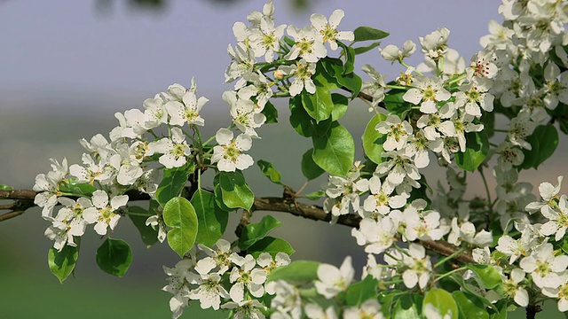 CU苹果树开花和开花(苹果)/ Merzkirchen，莱茵兰-普法尔茨，德国视频素材