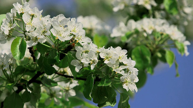 CU苹果树开花和开花(苹果)/ Merzkirchen，莱茵兰-普法尔茨，德国视频素材