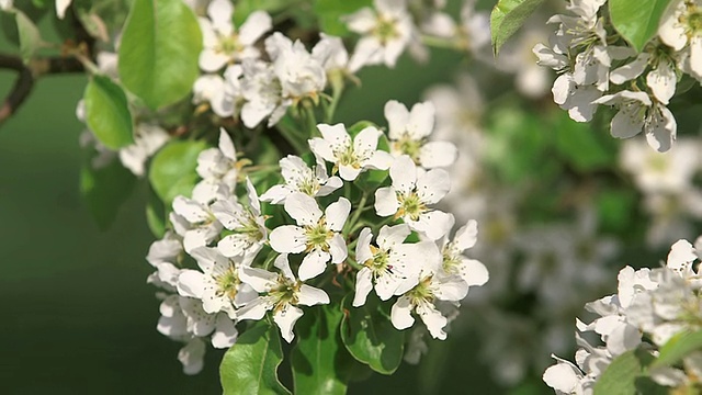 CU苹果树开花和开花(苹果)/ Merzkirchen，莱茵兰-普法尔茨，德国视频素材