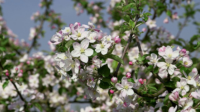 CU苹果树开花和开花(苹果)/ Merzkirchen，莱茵兰-普法尔茨，德国视频素材